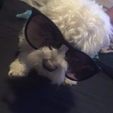 I am a college student seeking to pet sit. I am a doggy owner so I have experience with dogs but I am open to any animal.