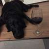 Wonderful lab needs a friend.