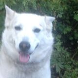 Animal lover & responsible human. Experience primarily with dogs & cats, but other pets also considered.