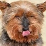 Caring Dog Sitter Wanted in Baton Rouge