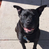 Somerset Pet Supervisor Interested In Being Hired