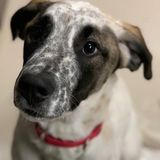 Certified dog groomer, experienced pet owner and pet sitter