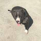 Experienced pet sitter with 10+years experience.