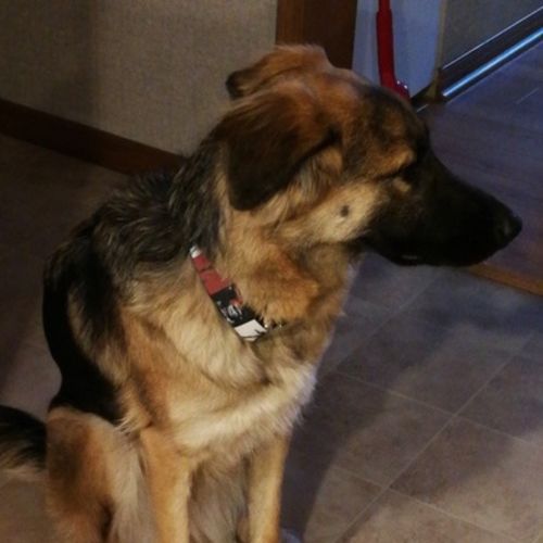 Pet Care Provider Stephanie V's Profile Picture