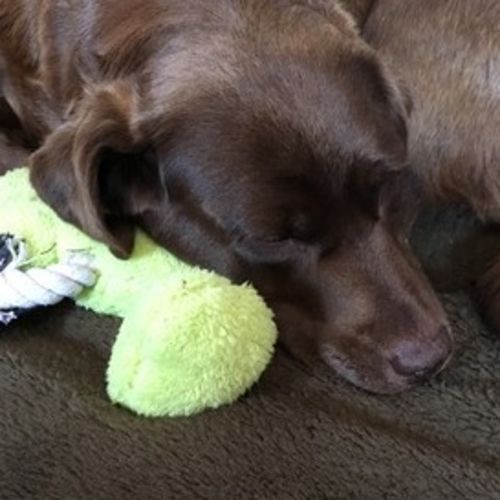 Pet Care Job Brenda A's Profile Picture