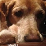 Loving, Compassionate, Responsible pet sitter
Alliston, Ontario