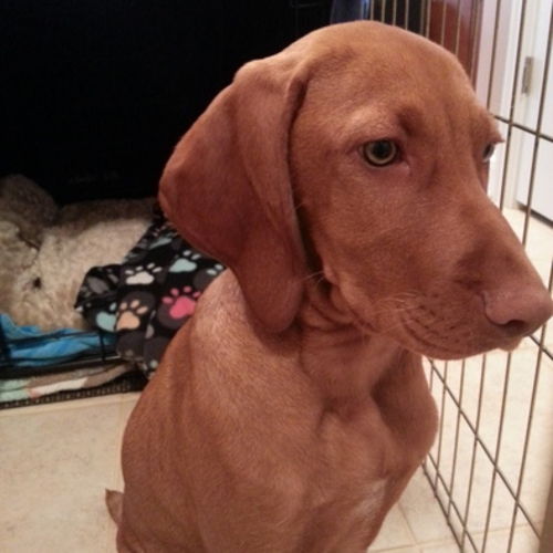 House Sitter Provider Elaine G's Profile Picture