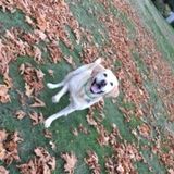 I love taking care of dogs, cats, birds, and Im also flexible to taking care of other pets