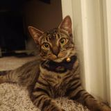 Need a experienced CAT sitter