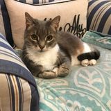 Cat Sitter Wanted in Norwalk, CT