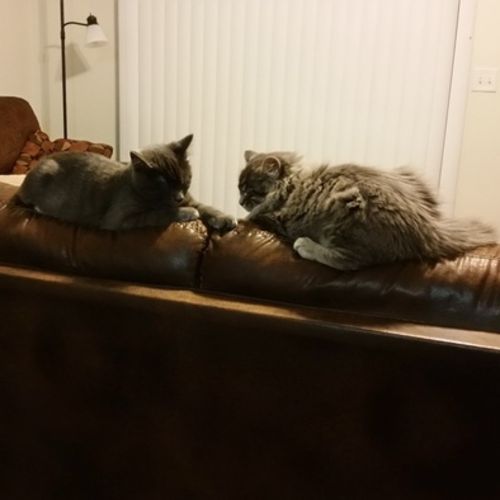 Pet Care Job Carlton P's Profile Picture