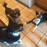 Charismatic Animal Lover with Full-time Availability