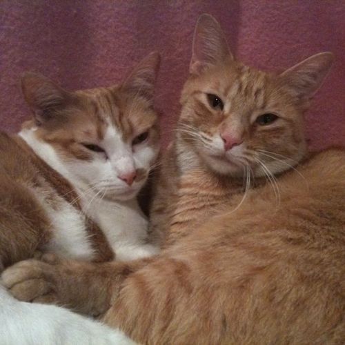 Pet Care Job Brenda C's Profile Picture