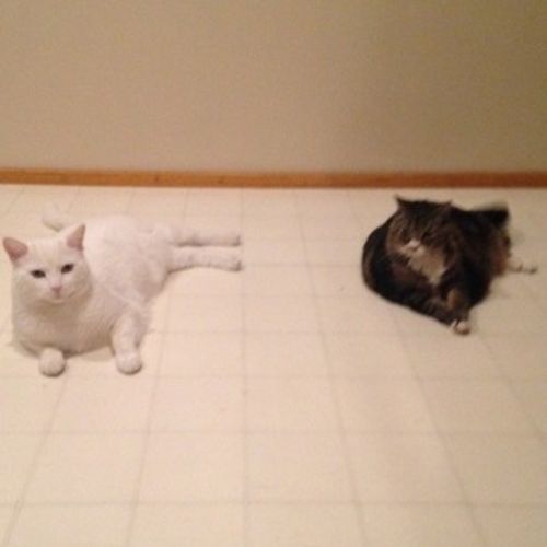 Pet Care Provider Tabitha Mann's Profile Picture