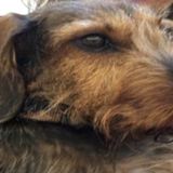 Overnight Caregiver for Pets ! Happy in their HOME