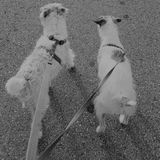 Available (part time): Great Dog Walker and Pet Sitter in Covina (dogs,cats even birds)
