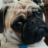 In your Home bonded, experienced (12yrs) Petsitter available in Sudbury On