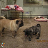 Dog Sitter