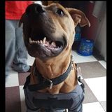 Pet sitter for Tuesday and Thursday from 3-8pm