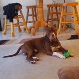 I LOVE the furry 4- legged creatures! If you need some help with caring for your best freind I'm Available!