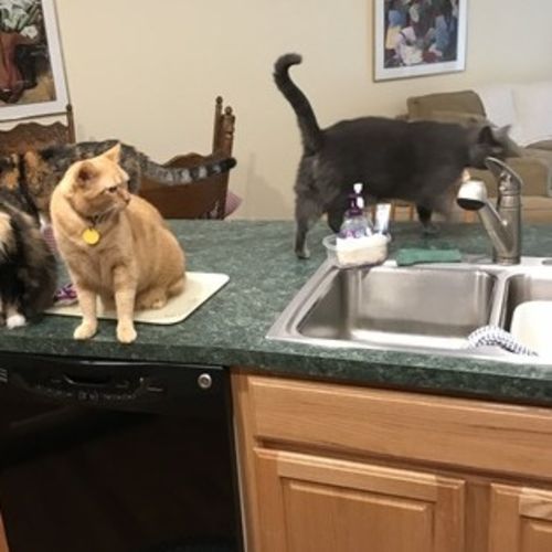Pet Care Job Calvin H's Profile Picture