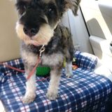 Interested In a Pet Sitter Job in Tuscaloosa, Alabama
