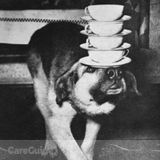 Animal Caretaker/ Dog Walker