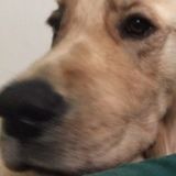 Passionate Father and son Pet Care Providers in Mississauga (Junior vet in training)