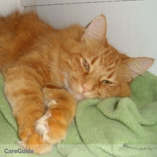 Pet Care Job Laura S's Profile Picture