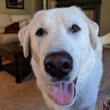Interested In a Cat and Dog Sitting ans Dog Walking Professional Job In and Around Flower Mound, Texas