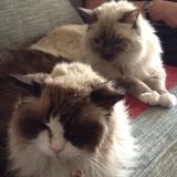 Reliable Cat Sitter Needed in Lahaina, Maui