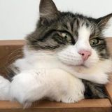 We have four cats and two guinea pigs and are looking for someone who can come twice a day to take care of our animals.