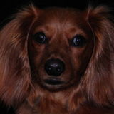 Experienced professional pet care services.