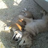Experienced Pet/ House Sitter