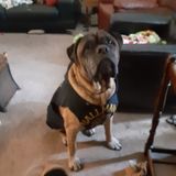 Very active and knowledgable Animal caregiver in Gilroy, CA