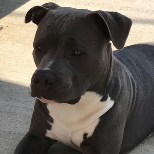 Pet Care Provider Tracey K's Profile Picture