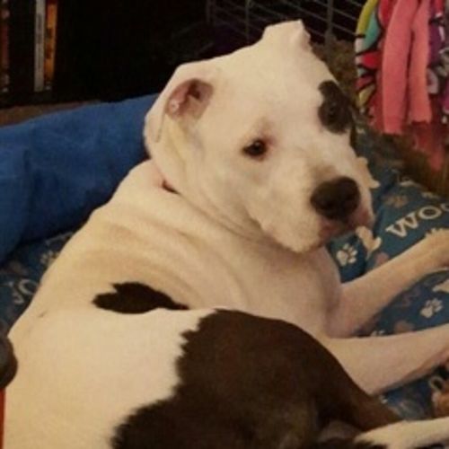 Pet Care Provider Laura C's Profile Picture