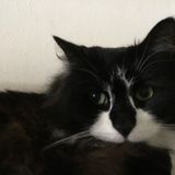 i care for 8 cats Petsitter