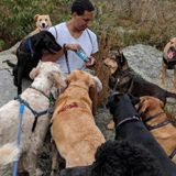 Experienced dog walker and care provider. I specialize in larger and younger dogs with long, active walks and hikes.