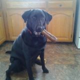 I have over 40 years of experience in providing our best friends with love and attention.