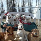 Pet sitter