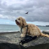Dog sitter needed for sweet fur kid