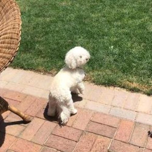 Pet Care Job Sam K's Profile Picture
