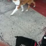 pet sitter/dog walker (Ditmas park)