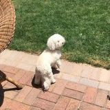 Hiring a Wonderful Pet Carer