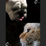 Animal loving pet-sitter and photographer (: