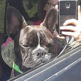 Dedicated Animal Caregiver for Your Home I am a very caring kind and loving person! I absolutely enjoy caring for animals