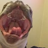 Experienced pet sitter and Dog walker.I dont charge hourly