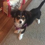 Seasoned Petsitter in Huntersville, North Carolina