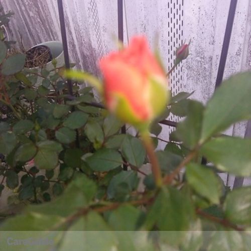 Housekeeper Provider Sherry M's Profile Picture